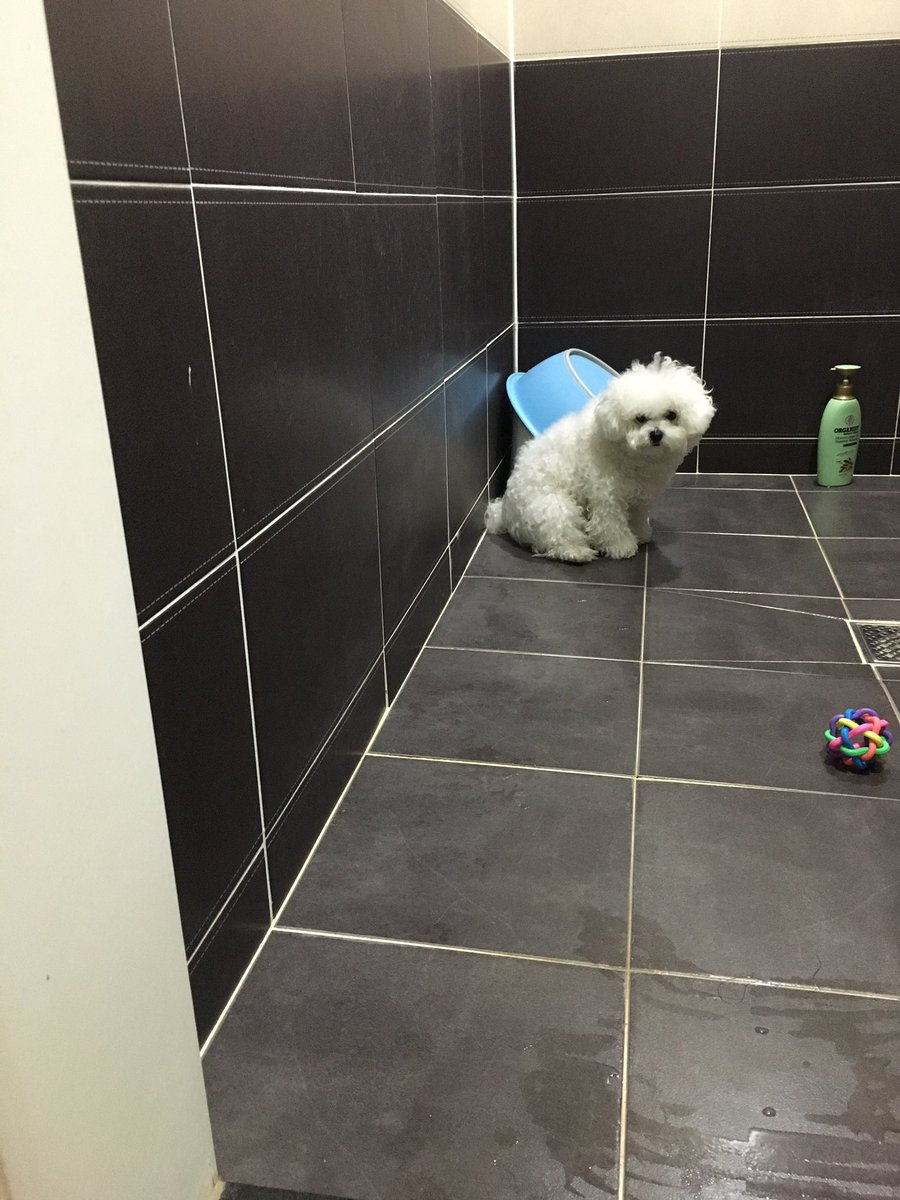 Ogu_and_Carol's tweet photo. 산책 후 자신의 운명을 아는 개. https://t.co/lorJ6UqvVr