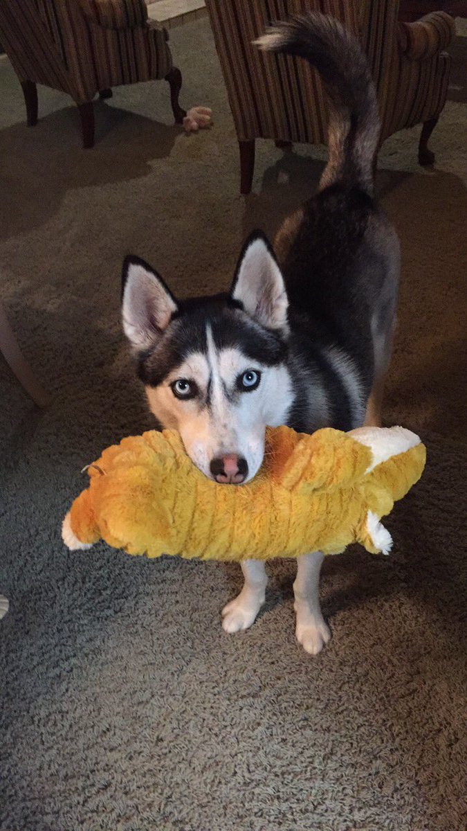 GingerShnapp's tweet photo. Happy Birthday Mikka ❤️ https://t.co/v2SG2PVFF3