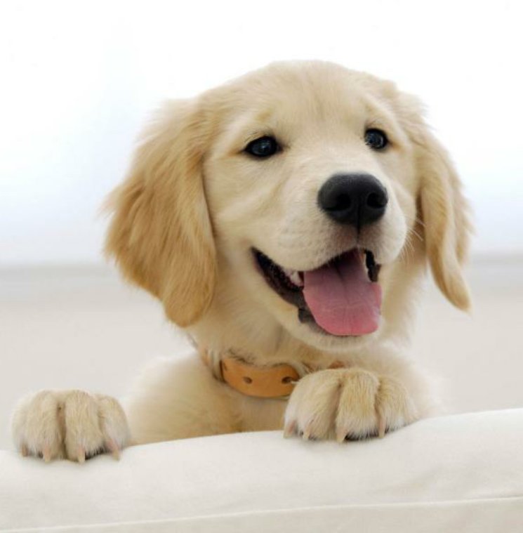 DanitaGonzalezD's tweet photo. RT al perrito #ReformaSalud #ESPUchile https://t.co/jWtzMvzGkc