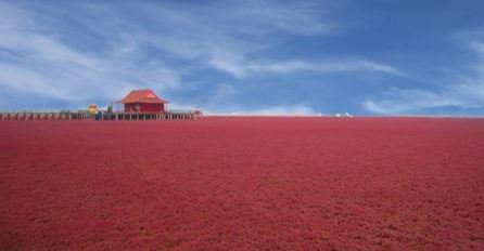 ChinaToursBlog's tweet photo. Die Provinz Liaoning im Nordosten Chinas hält eine ganz besondere Naturszenerie bereit: Der rote Strand von Panjin!
https://t.co/iH7kCRDhMG https://t.co/svENRqfn47