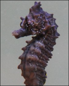 Chiswick Pier Trust tweet media