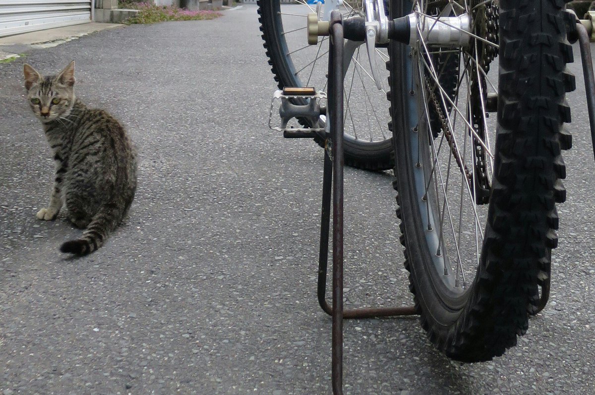 h164kom's tweet photo. 後ろ姿の猫とbike
#Rear_view #cat #GIANT #ATX980 #ねこ #猫 #ネコ https://t.co/frirzOFXL9