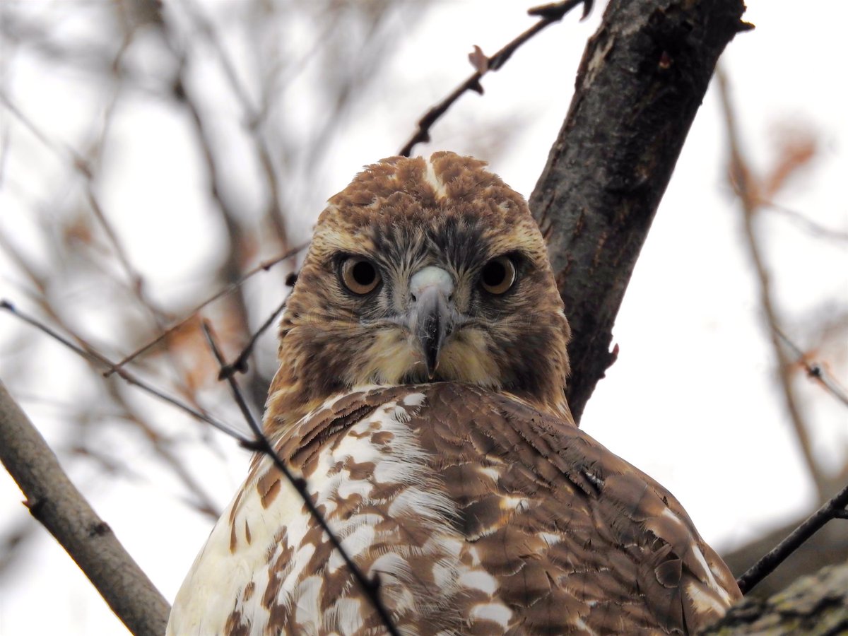 felixfsantistev's tweet photo. RT https://t.co/F3qkP7gNXe Closeup of #hawk spotted in the #bostonpublicgarden. https://t.co/oU1uTzxNUY #massaud… https://t.co/Tbi3ZpGLLT