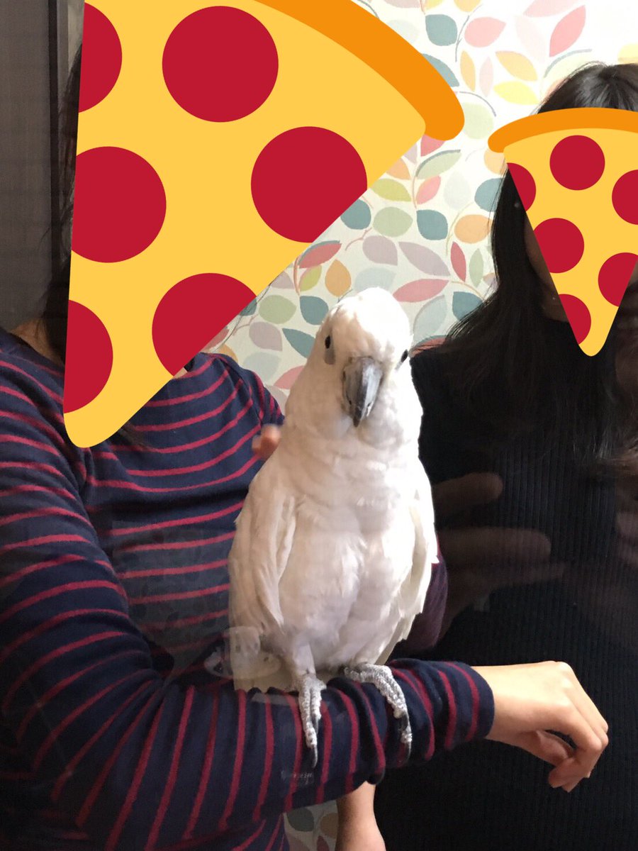 halu_suba's tweet photo. 近くに素敵なオウムカフェを発見！ぽんちゃん、かなちゃん可愛いおもてなしありがとう😊 https://t.co/vOVrbAvN8s