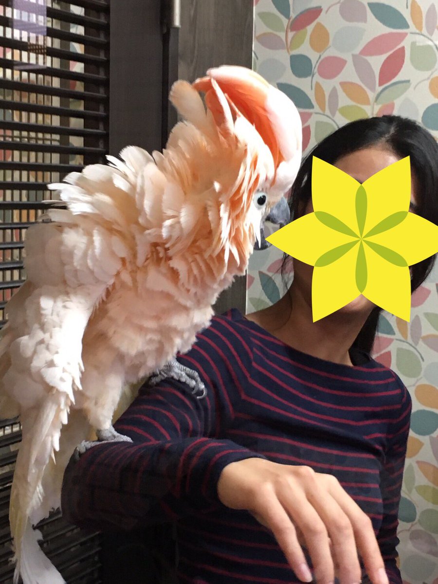halu_suba's tweet photo. 近くに素敵なオウムカフェを発見！ぽんちゃん、かなちゃん可愛いおもてなしありがとう😊 https://t.co/vOVrbAvN8s