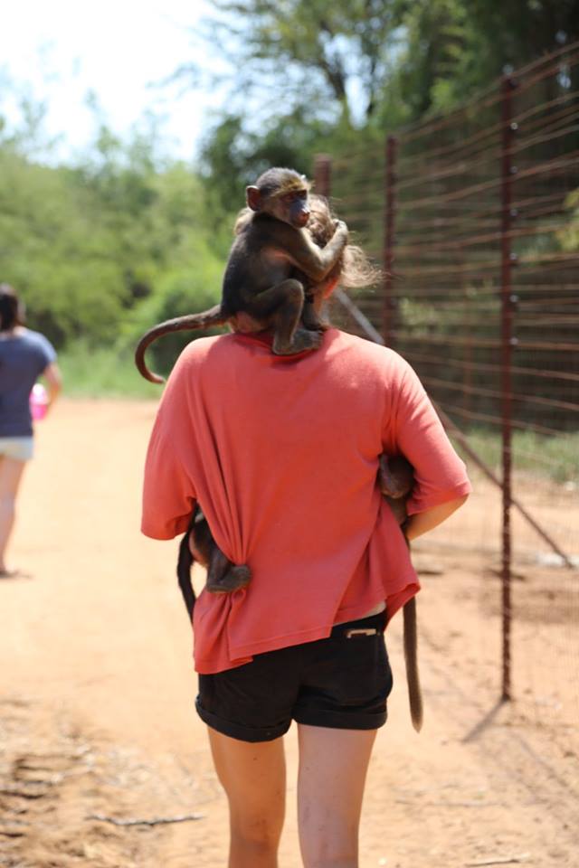 Buitenlandplannen? Kom naar onze gratis infodag op 28 januari! #letsmakememories #vrijwilligerswerk #wildlife activityinternational.nl/Contact/Agenda…