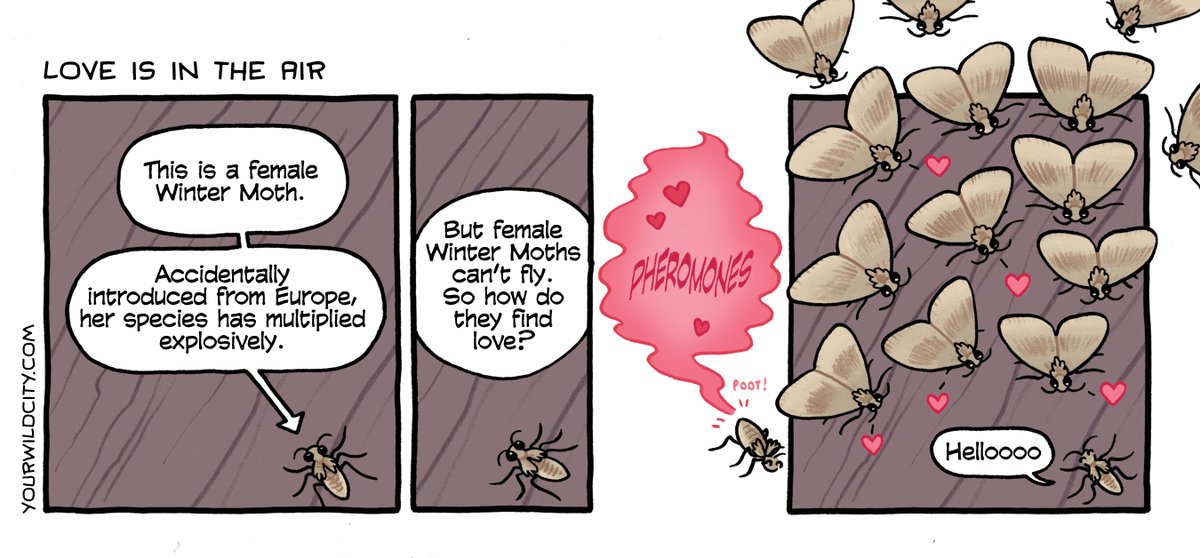 Another from the archives: are you seeing these little grey moths around?