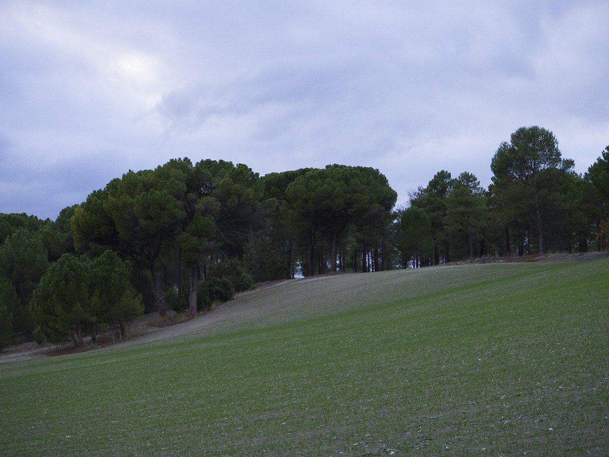 Foto del día, pinares de Castilla bit.ly/2gzaD9K