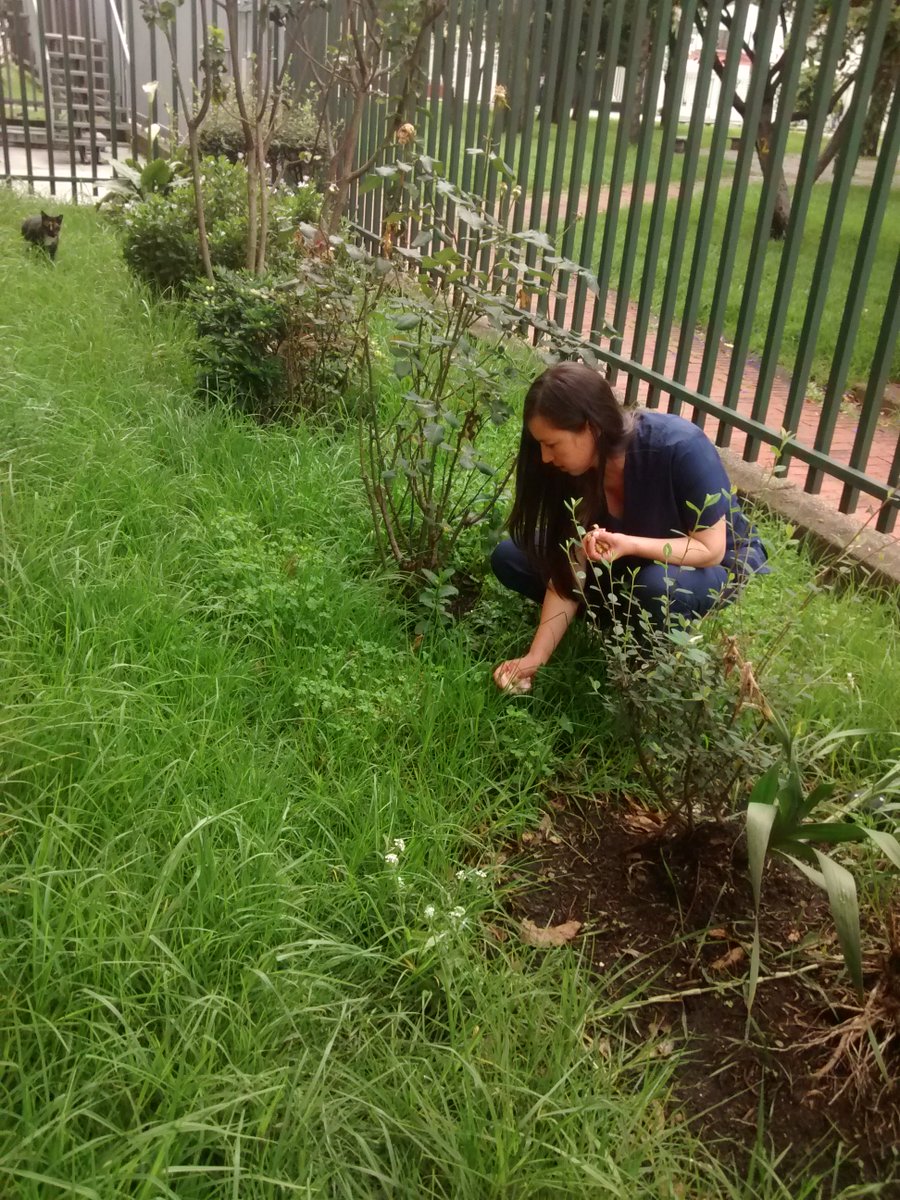 SECURITYGLOBAL5's tweet photo. Participando en las Pausas Activas de la Semana EcoEmpresarial, Arreglando nuestro jardín! :) #SoyECo @AmbienteBogota @SECURITYGLOBAL5 https://t.co/MbdkVwCRE6