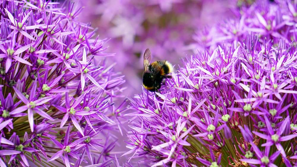 Check onze Tumblr-pagina en wees als eerst bij onze nieuwe blogposts! bouquetnet.tumblr.com