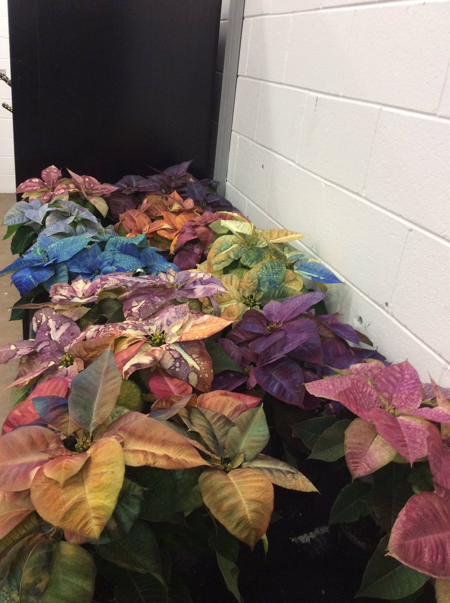 First batch of student painted poinsettia. One student made a gift for Mom! I have the best students!!