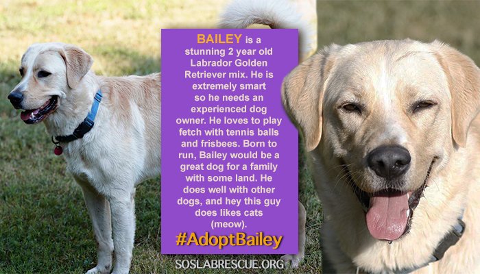 SOSLabRescue's tweet photo. Handsome #LabGolden mix is available for adoption! Needs experienced dog owner to handle all this energy! #AdoptBailey #dogsoftwitter https://t.co/5VRHtwtIyB