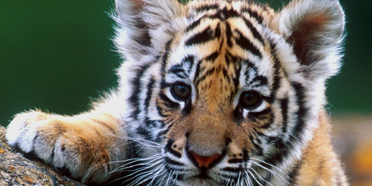 Our final #GTMD16 donations total $8,445! We're helping tigers survive &amp; thrive in the wild thanks to you, our generous friends!