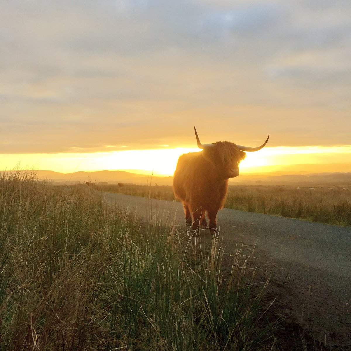 A Highland coo on Highside at sunrise.