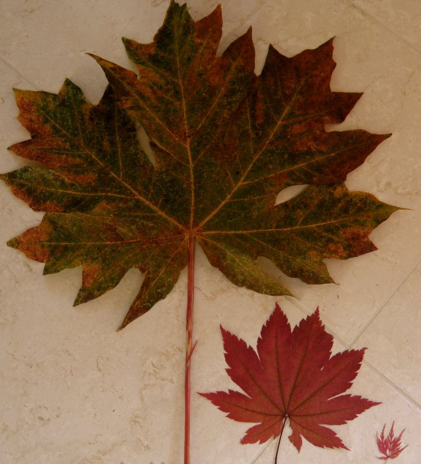 michael_dinger's tweet photo. Just published a post on our #BIOL4095 class blog about the huge leaves on the bigleaf maple! Check it out here: https://t.co/lRVZHFaECC https://t.co/x21SQeLD1q