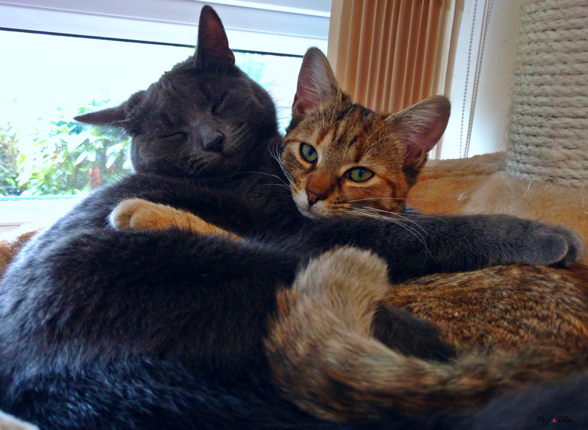 PafGreyCat's tweet photo. Please, could you vote for our story here? We would be so grateful!
https://t.co/dzYy4VCEZ5
#cat #vote #story #kitten #AdoptDontShop #rescue https://t.co/Y3Cz4OPRwp
