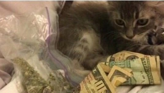 timmyclover's tweet image. Three main things from rappers songs in one pic😂