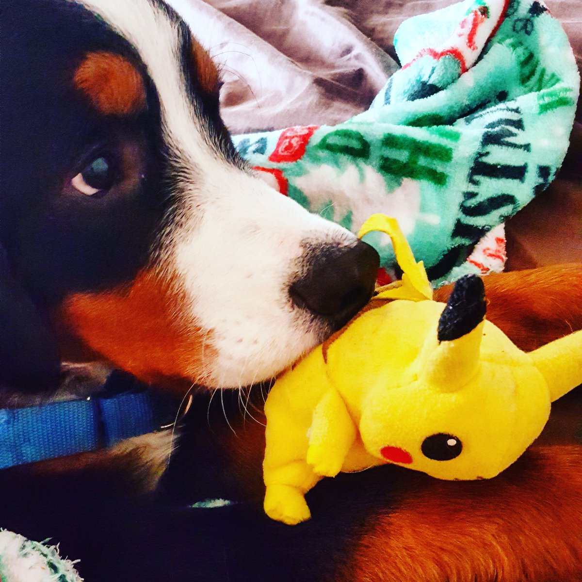 nromanova122's tweet photo. I has a new toy.  #bernesemountaindog  #macetheberner #dogsoftwitter #pokemon #pikachu #disismine https://t.co/07nt7n2ZWV