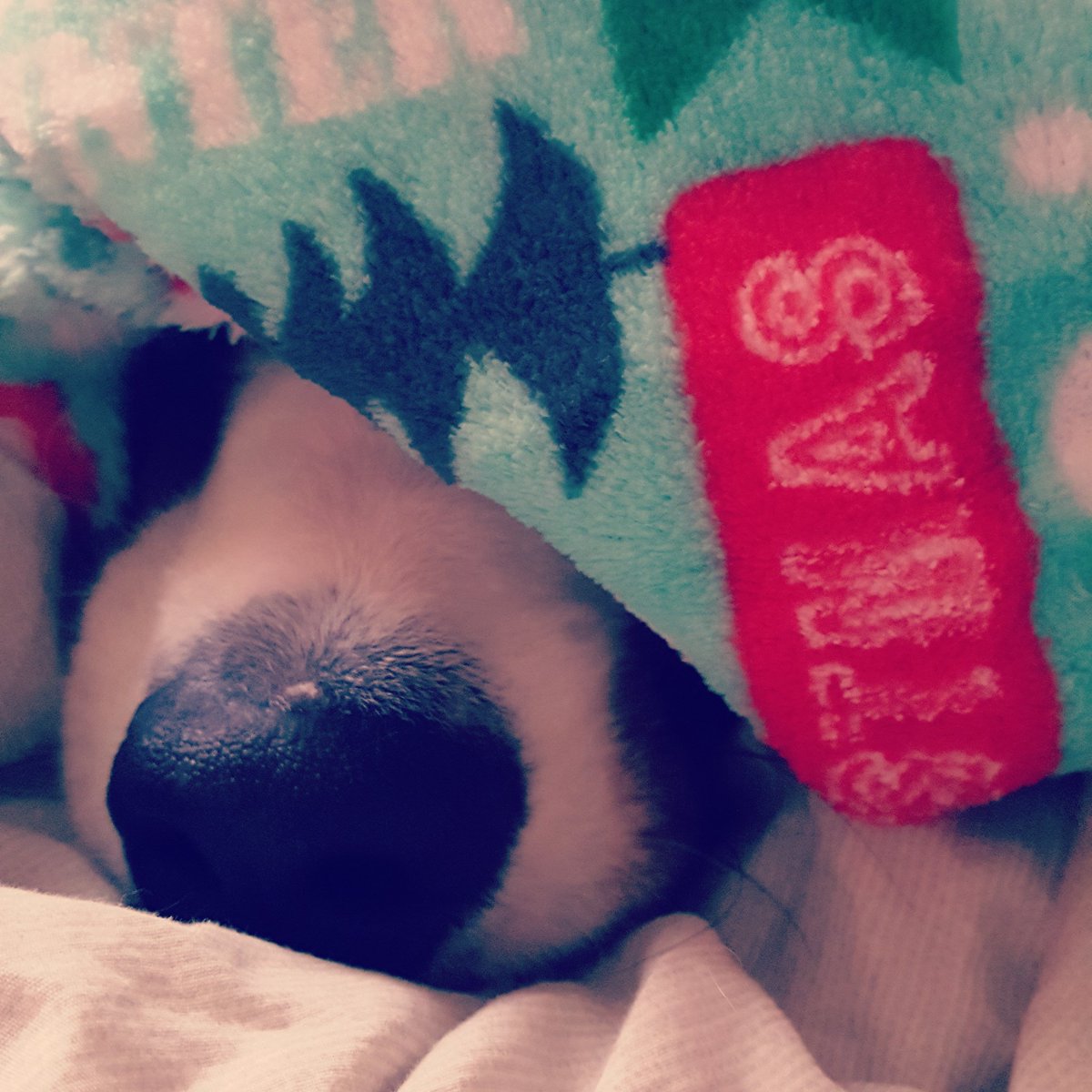 nromanova122's tweet photo. Hmmmm.... where could he possibly be?
#macetheberner #bernesemountaindog #dogsoftwitter  #hiding #itscoldout #snuggle https://t.co/vvsMofyMjA
