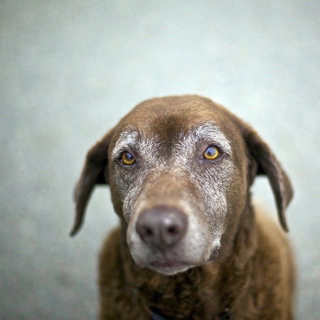 hearthelp1's tweet photo. On #CyberMonday, go to your favorite online rescue or shelter, and #AdoptDontShop. #SeniorDogs. https://t.co/KF8qONlV60