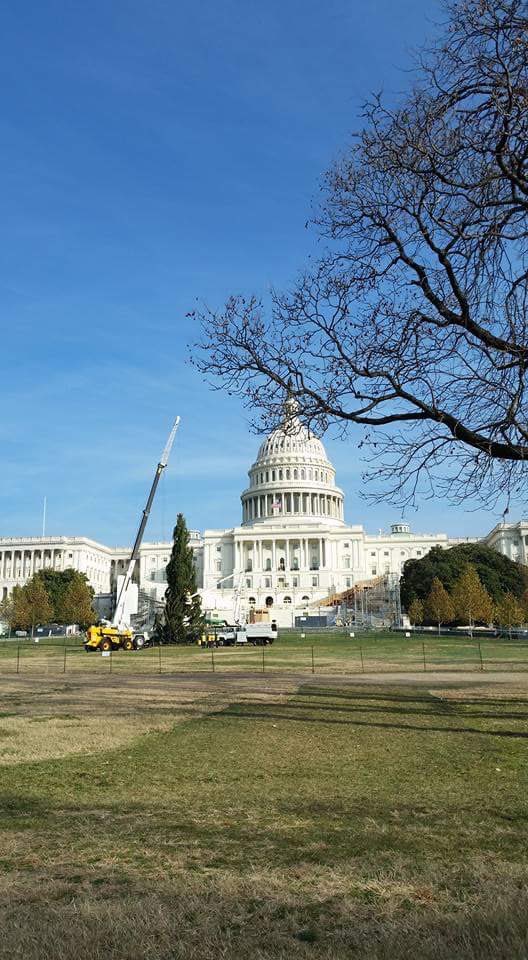 USCapitolTree's tweet photo. 4,000 miles later and the 2016 #CapitolChristmasTree stands tall on the West Lawn of the @uscapitol! #itsallyours #IdahoMountainGem https://t.co/DZ3GYEAq2y