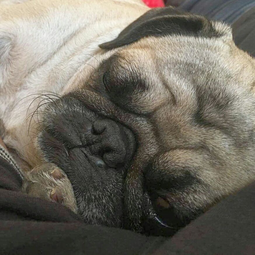 JoinThePugs's tweet photo. π Thank you to Shubham Rasal on #Pugbook! π
https://t.co/opp9jmoVSU
#pug #pugpower #pugsnotdrugs #pugpuppy #puglove #cuteness #pugs https://t.co/k5dw0butzE