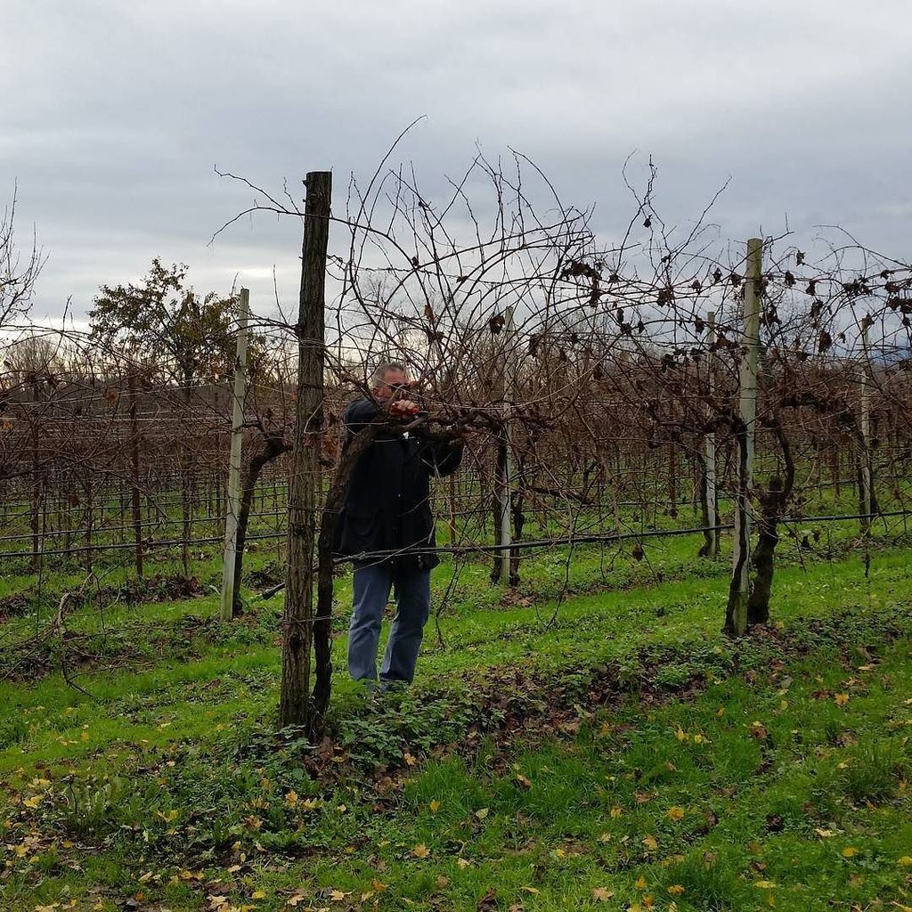 ilsettolo's tweet photo. Prima della #potatura. Before #Pruning. #autumn #autunno #LeoVanin #ilsettolo #settolo https://t.co/A17thbXVZA https://t.co/ws5frRgWTz