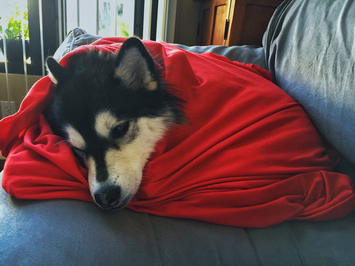 Misia_Pomsky's tweet photo. You can tell it's cold, when even your Pomsky is bundled up #HolidaysAreComing https://t.co/FlJl14qni8