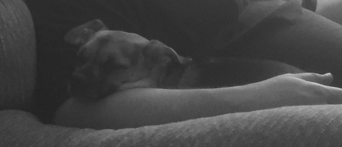 hinkle_dawn's tweet photo. #rainydays #doglovers https://t.co/Vn9gzkQJOv