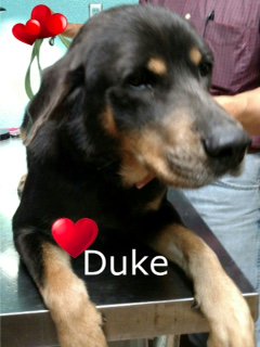 DDAF_org's tweet photo. The Friends of Horseshoe Bend Animals was able to help Duke through their @hearthelp1 DDAF Grant for Senior Heartworm dogs. https://t.co/59FYvozZ7V