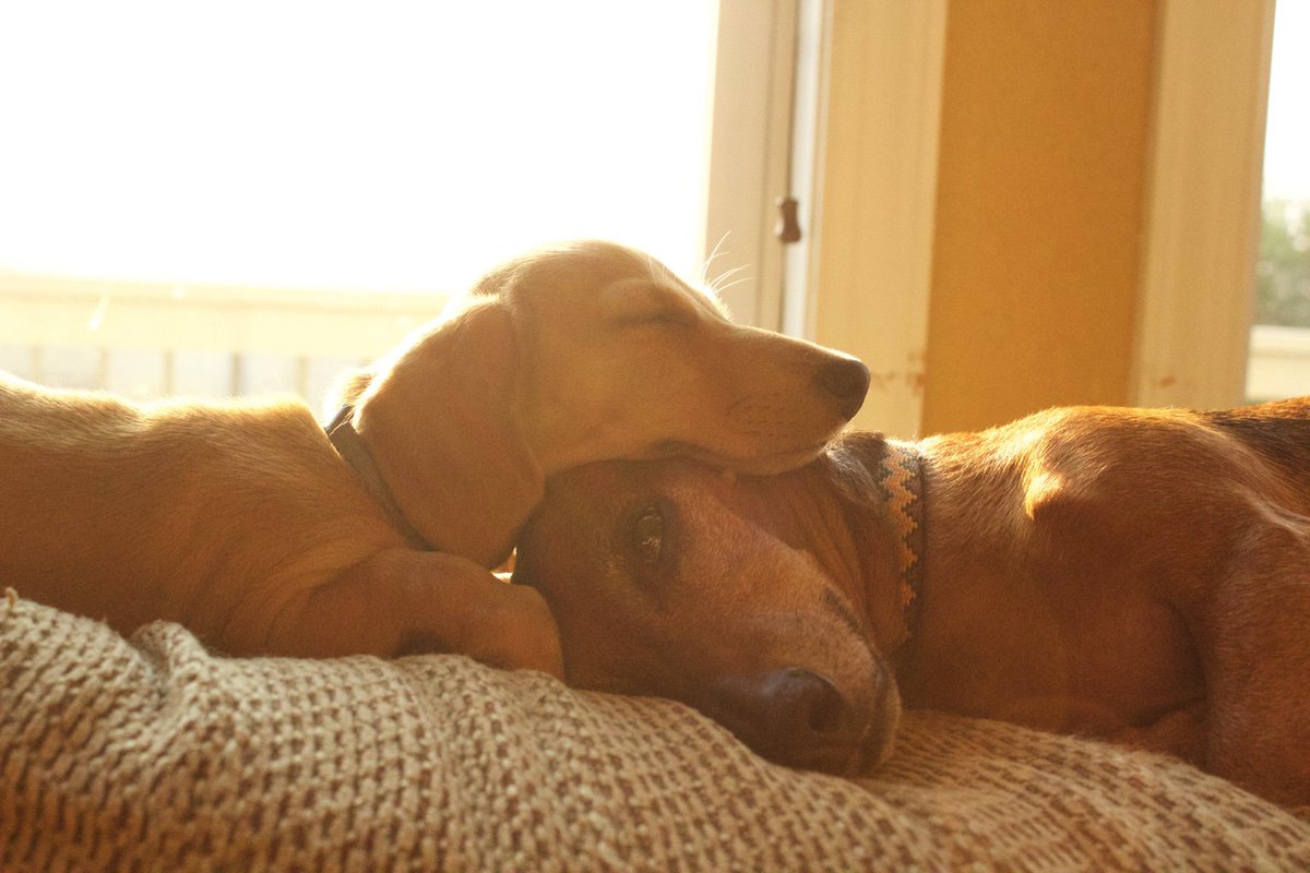 avoriee's tweet photo. You guys… My brother takes the best pics of my pups. Thank God for dogs. https://t.co/tRQtn17zLP