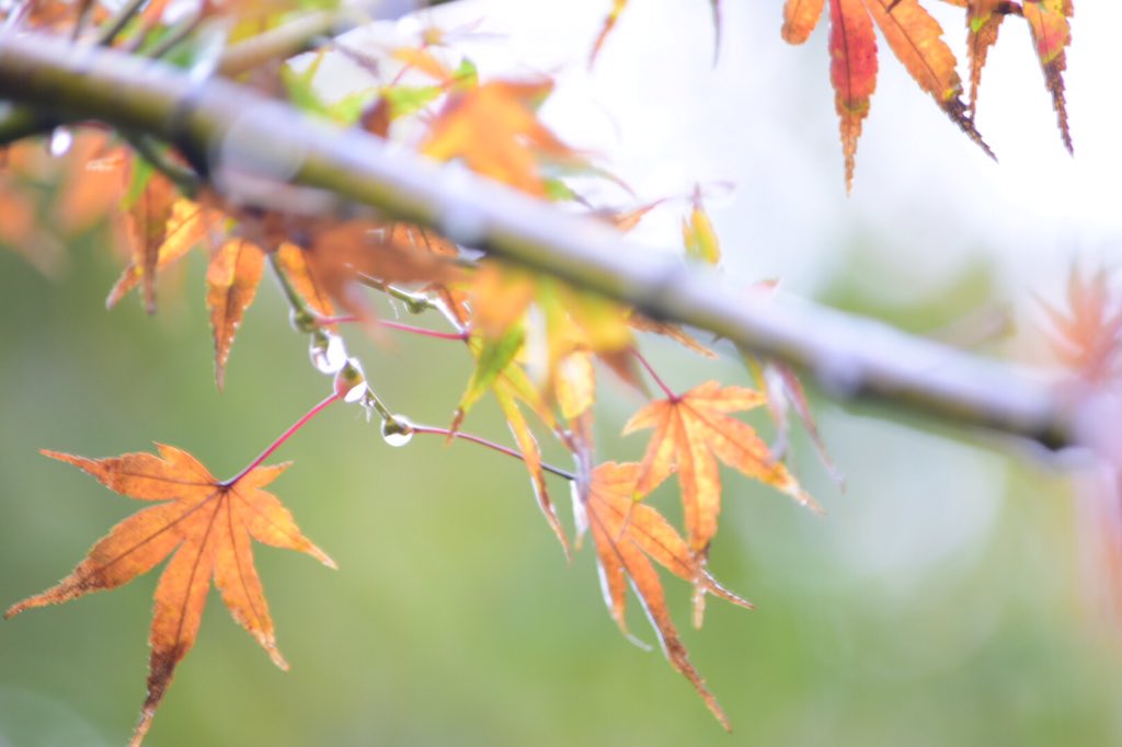 Anne_onstage's tweet photo. 日曜日に京都へ紅葉狩りに行きました🍁 

#紅葉 #京都 #龍安寺 #北野天満宮 
#雨紅葉 #雨粒 #ファインダー越しのわたしの世界 #苔 #岩
#カメラ好きな人と繋がりたい https://t.co/IvuUIDUspx