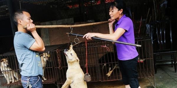 Hopeesperanz's tweet photo. ๐ฑ๐ท๐ฑ๐ท๐ฑ๐ท Schedule #H752 for a House Vote ๐ฑ๐ท๐ฑ๐ท๐ฑ๐ท to URGE China to end Dog Meat Trade @SpeakerRyan @PRyan @kevinomccarthy @GOPLeader https://t.co/RVKxdfbXGf