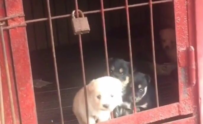 Hopeesperanz's tweet photo. ๐ฑ๐ท๐ฑ๐ท๐ฑ๐ท Schedule #H752 for a House Vote ๐ฑ๐ท๐ฑ๐ท๐ฑ๐ท to URGE China to end Dog Meat Trade @SpeakerRyan @PRyan @kevinomccarthy @GOPLeader https://t.co/RVKxdfbXGf