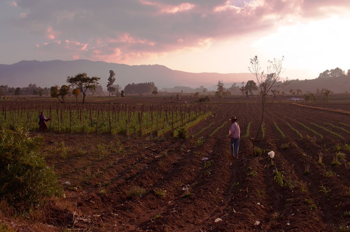 ScheduleItLLC's tweet image. New #microinsurance protects Guatemalan farmers against natural disasters 
#IndexBasedInsurance hubs.ly/H05lc7T0 by @thehumanosphere