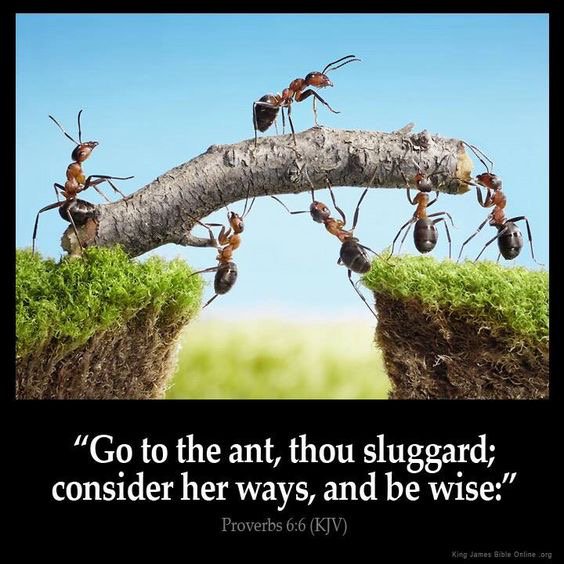 summersmile16's tweet photo. Proverb 8:1
Do not Wisdom cry, and understanding put forth her Voice. https://t.co/UC8q10CJSH https://t.co/V9fLN1nkNt