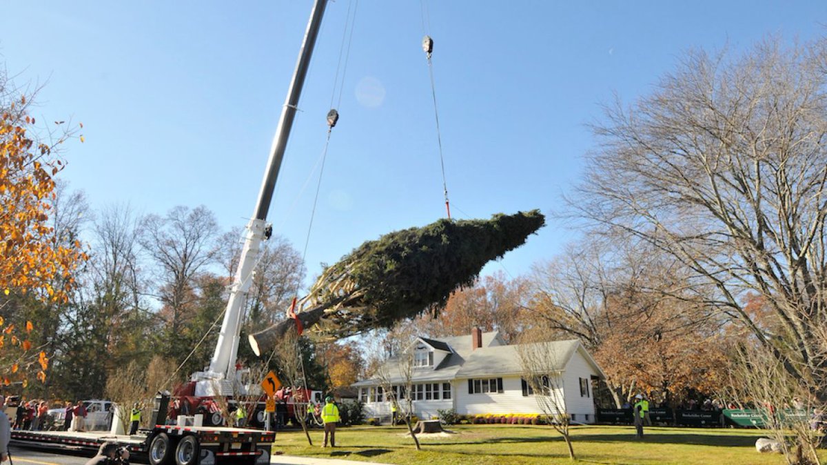 amNewYork's tweet photo. The hunt is already on for next year's Rock Center Christmas tree https://t.co/GJJ0lrYQiP #secretsofny https://t.co/mTyVJfTCVq