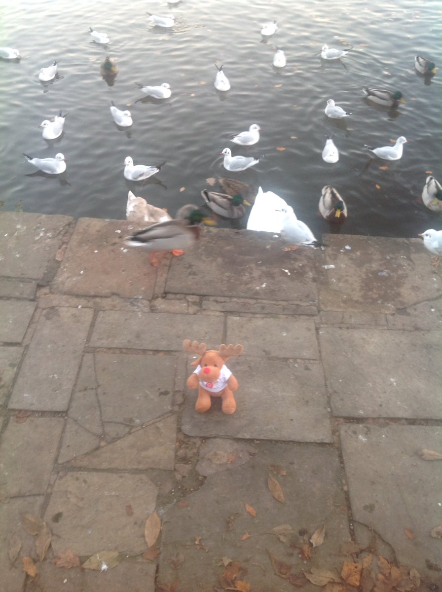 TescoChorley's tweet photo. Fun at Astley Park #mascotrace https://t.co/GKXQoul3Uz