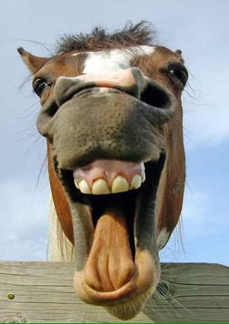 salvadoplaza1's tweet photo. Si creian que el Huemul era malo, el caballo fue desastrozo #psu2014 #psu2016 https://t.co/x03CDIQLpr