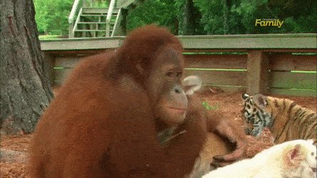 CuteAnimals724's tweet photo. #aww #cute #animals Orangutan playing with baby tigers
Source: https://t.co/wrqPQSyu3e https://t.co/oo2QFxuZTL