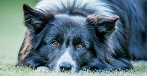 akcdoglovers's tweet photo. How to keep your dog’s mind sharp: https://t.co/Xx4ATgSbtl #Sponsored by @ProPlan https://t.co/ZDU9WbMYY8