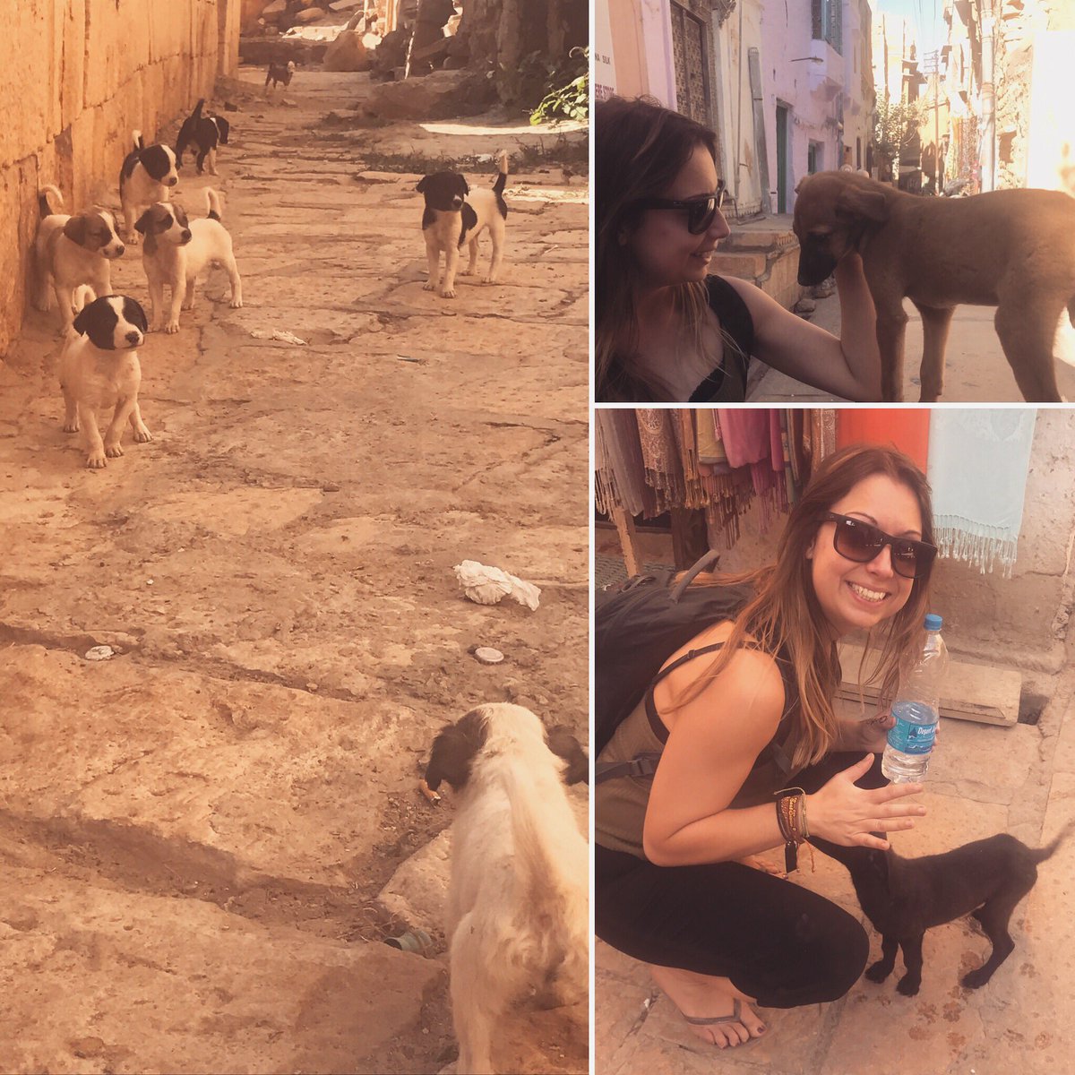 amyrichvet's tweet photo. Some of the puppies I bumped into today 😍🐶🇮🇳 #India #Jaisalmer #streetdogs #puppies #travel https://t.co/i0beHI5RGc