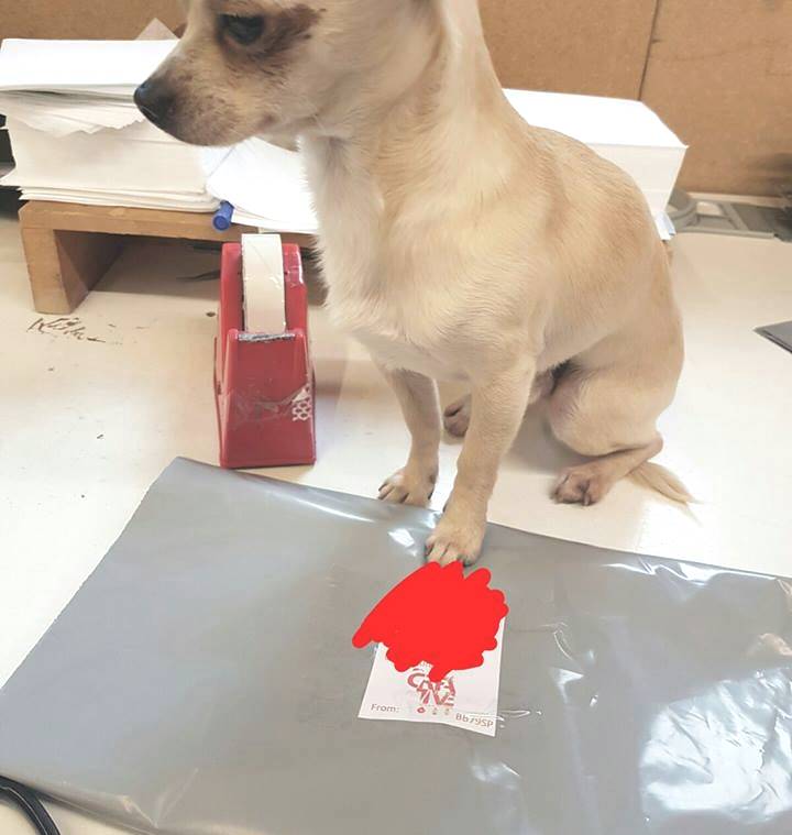 The office mascot on hand this afternoon packaging up all our orders! <3