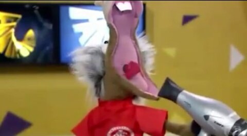 cavalointer's tweet photo. Como é que eu to hoje... #SomosTodosCoxa #Secamos 😂 https://t.co/GSgmxpctnN