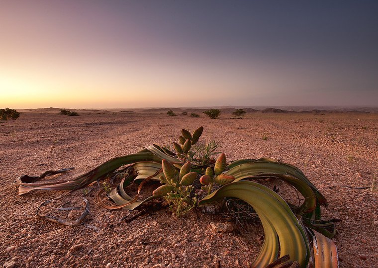 和泉拓也 V Twitter ウェルウィッチア 学名 Welwitschia Mirabilis ウェルウィッチア科 裸子植物 アフリカ ナミブ砂漠に分布 二千年以上咲き続ける花