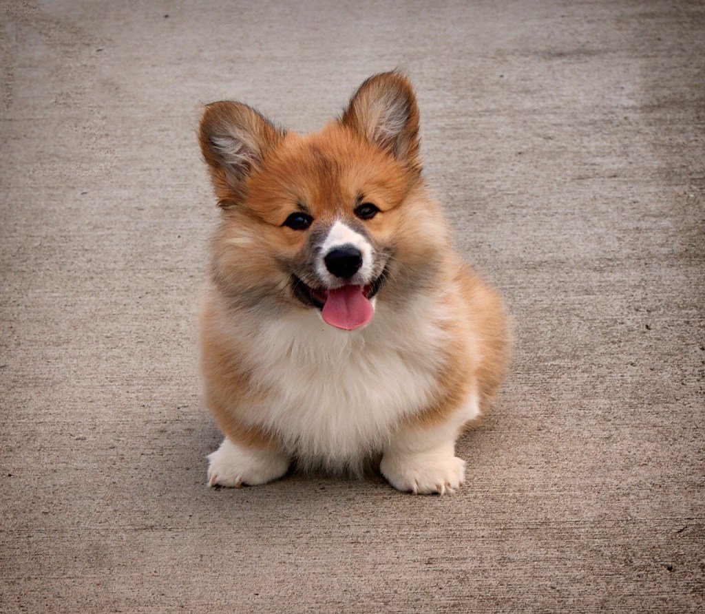 BoKnowsDogs's tweet image. #Corgi #Cuteness boknowsdogs.com/corgi-cuteness/