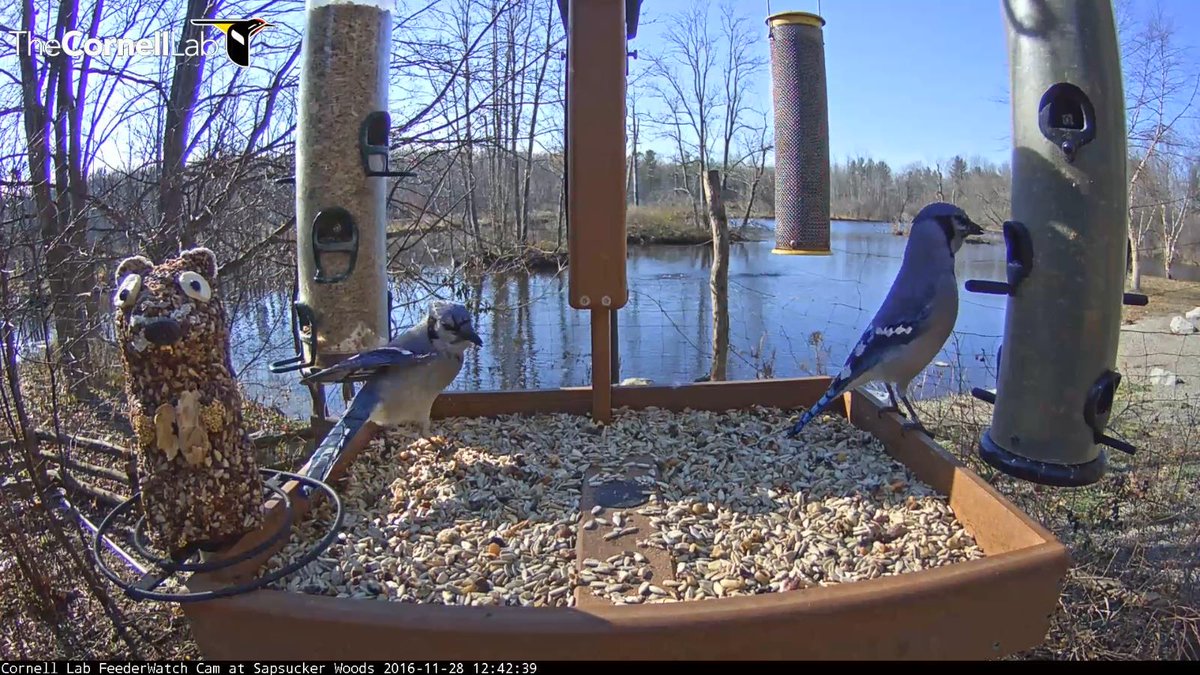 12;42, 11/28  Pair of Blue Jays have their pick of feeders  #cornellfeeders