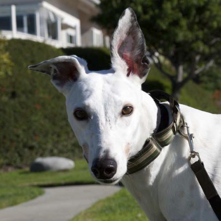 Spirit is wearing our custom designed Original Striped Martingale Dog Collar. So dashing! #myifitbarks #dogcollar #MartingaleCollar