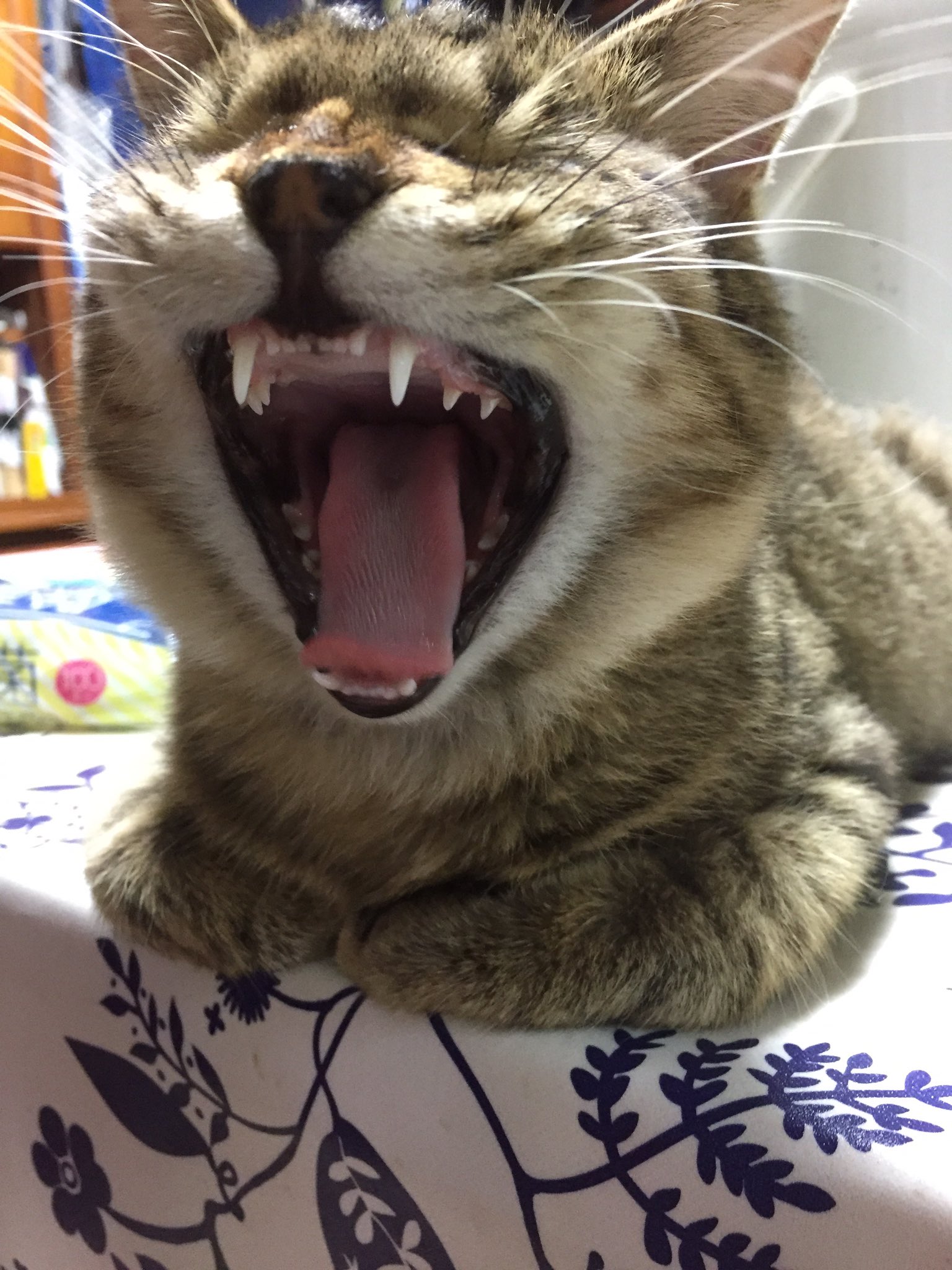 猫のあくび 耳はペタンとなる Twitter