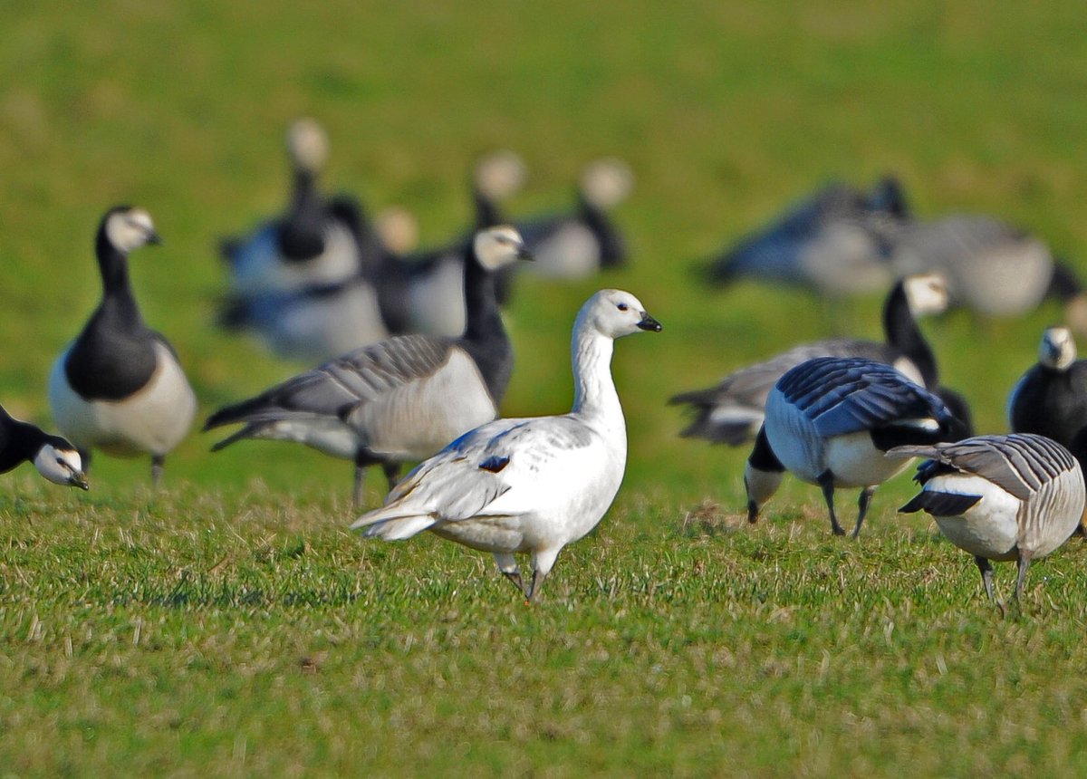 GerhardKornelis's tweet photo. Een 'vreemde' gans in de bijt. wieowie? Suggestie: hybride #rossgans tussen de #brandganzen?
#Lauwersland. https://t.co/mVPawJOjzn